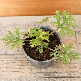 Scented Geraniums - Varigated Peppermint - 13cm 